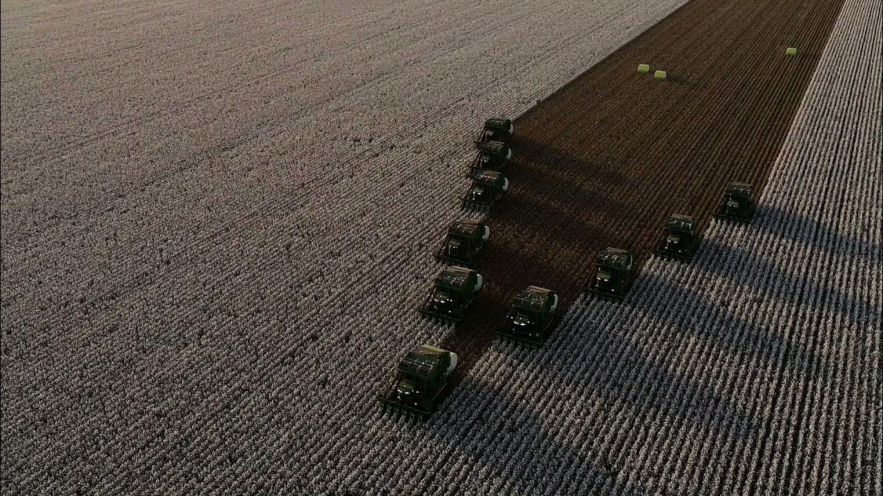 Vista aérea de colheitadeiras em plantação de algodão